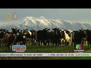 เหตุคนร้ายขโมยวัวครั้งใหญ่ในนิวซีแลนด์ | ข่าวเปรี้ยงเที่ยงตรง |  31 ส.ค. 59