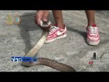 โผล่อีก พบงูเห่าในห้องน้ำ | ข่าวรอบวัน | 1 ก.ย. 59