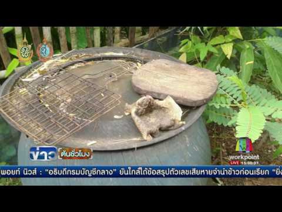 กินคางคกแกล้มสุรา เสียชีวิต 2 ราย| ข่าวต้นชั่วโมง | 29 ส.ค.59
