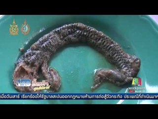 แม่ค้าร้านขนมจีนเจอ ''งูร้า'' ลุยฟ้อง สคบ.ห้างดังขอโทษ | ข่าวมื้อเช้าสุดสัปดาห์ | 11 ก.ย. 59