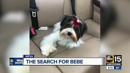 Suspects accused of stealing dog from grooming salon appear in court
