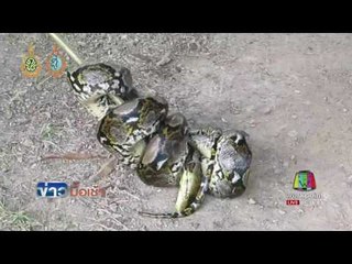 งูเหลือมหนีน้ำฉกแมวลากเข้าไปกินในห้องเครื่องรถยนต์ | ข่าวมื้อเช้า | 3 ต.ค. 59