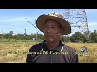 หนองคาย ชาวนาระทมราคาข้าวตกต่ำ l ข่าวมื้อเช้า l 31 ต.ค.59