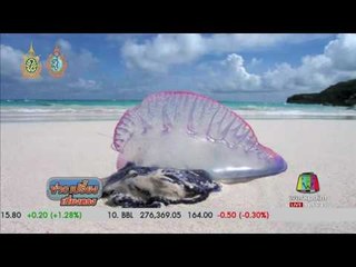 หาดท้ายเหมือง จ.พังงา เตือน นทท. ระวัง แมงกะพรุนไฟ | ข่าวเปรี้ยงเที่ยงตรง | 27 ก.ย. 59