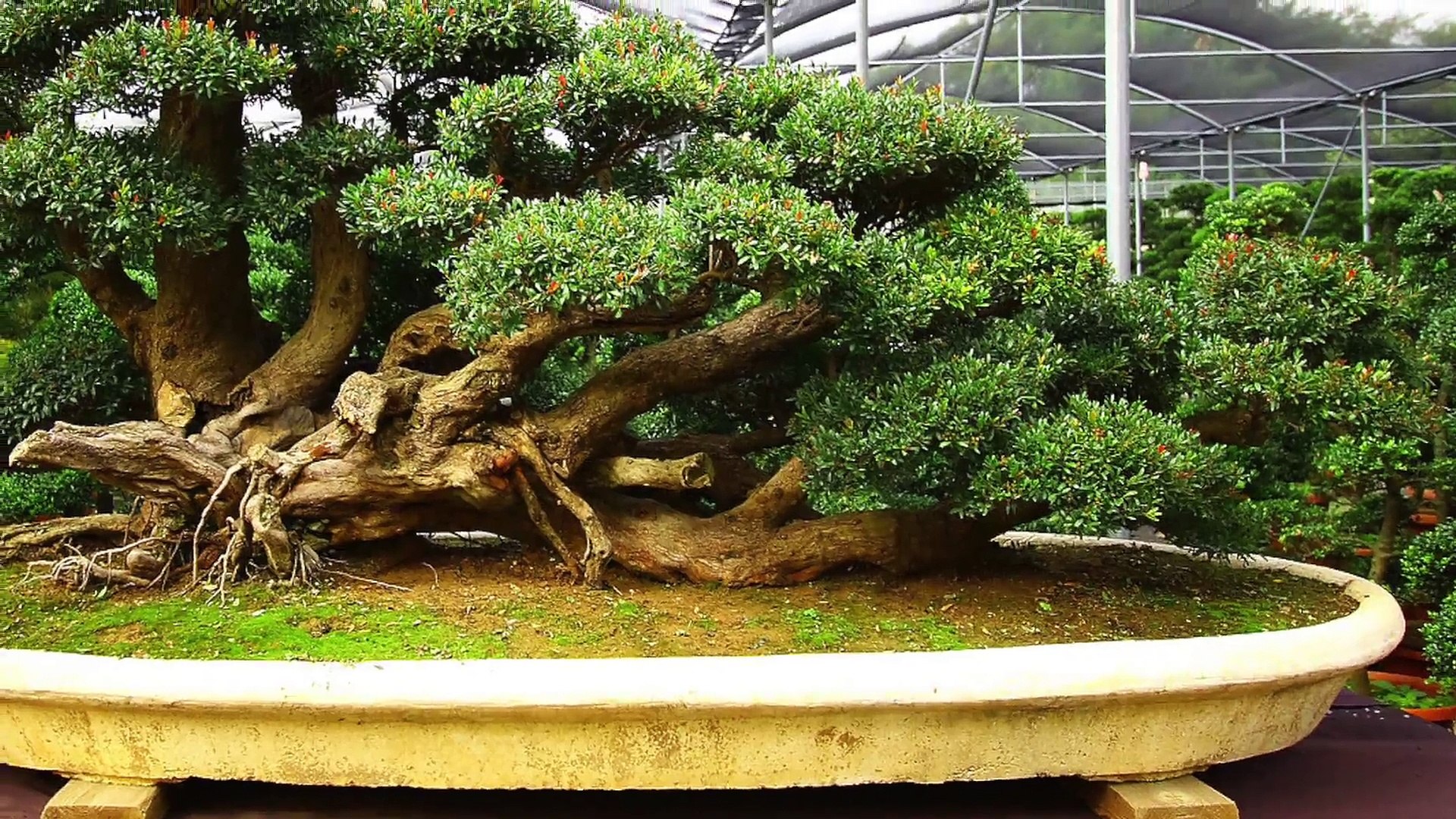 Tecnicas Del Bonsai Ii Pdf lasopaside