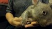 Wombat Joey Rescued After Mother Found Dead With Bullets in Back