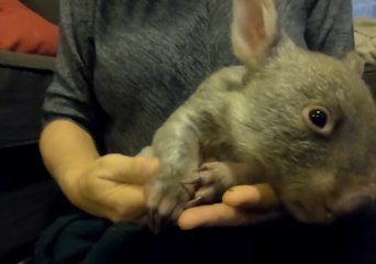 Wombat Joey Rescued After Mother Found Dead With Bullets in Back