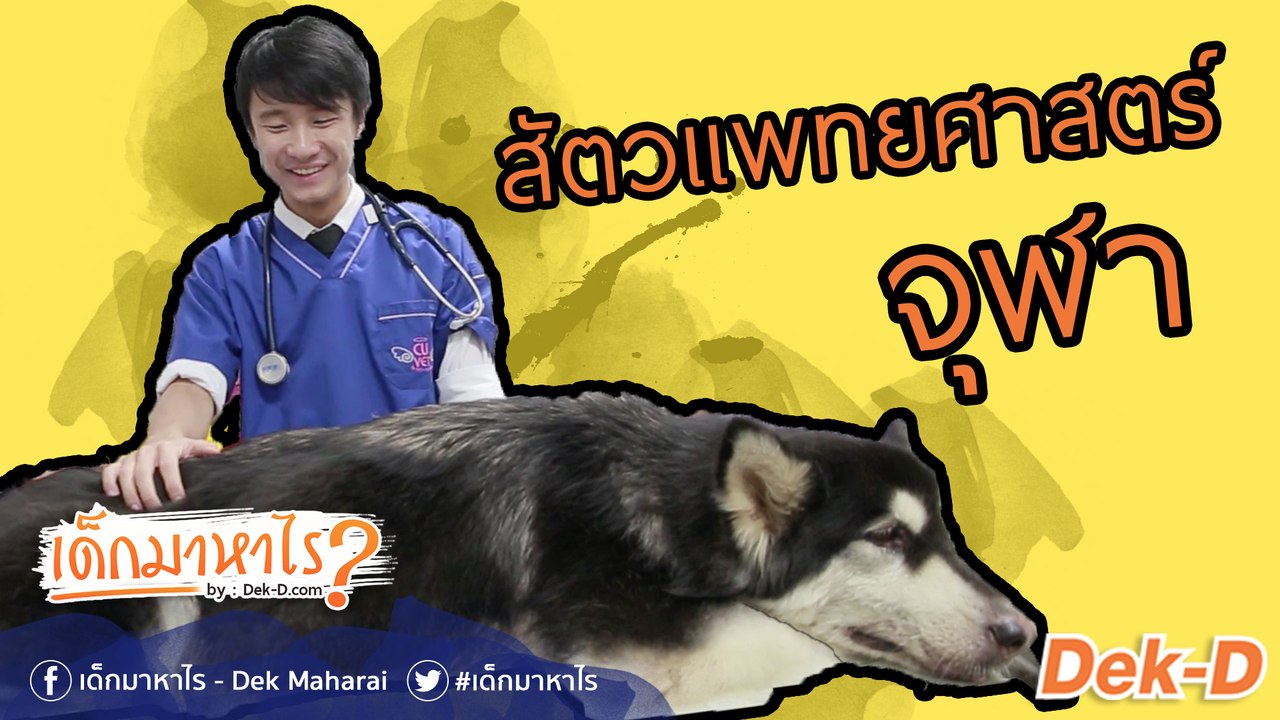 เด็กมาหาไร: "สัตวแพทย์ จุฬาฯ" เปิดโลกหมอสัตว์ศา...