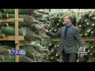 เดนมาร์กส่งออกต้นคริสต์มาสได้น้อยลง l ข่าวเวิร์คพอยท์ l 29 พ.ย. 59