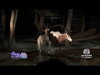 ไนท์ซาฟารีคึกคัก นทท ไทย – จีน ทะลักวันหยุด  l ข่าวเวิร์คพอยท์ l 06 ธ.ค.59