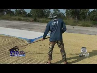 ชาวนาชัยภูมิผวาโจรขโมยข้าวอาละวาด l ข่าว Workpoint เที่ยง l 21 พ ย 59