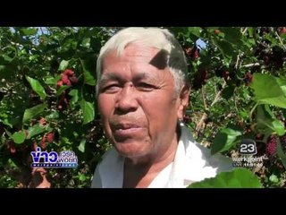 ข่าวแก้จน ปลูกมัลเบอรี่ เพิ่มรายได้ l ข่าวเวิร์คพอยท์ l 5 ธ.ค. 59