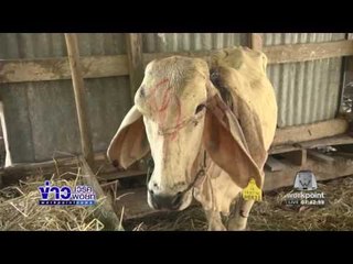 วัวเคราะห์ร้าย ถูกสัตว์กัดคอจนเนื้อหายไป 3 กก   ข่าวเวิร์คพอยท์  10 ธ ค 59