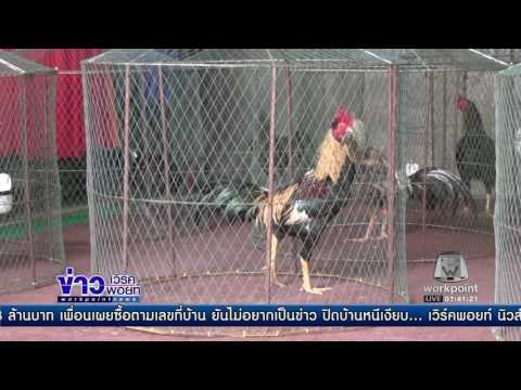 อากาศหนาวกระทบผู้เลี้ยงไก่ชน ข่าวเวิร์คพอยท์ ข่าวมื้อเช้าสุดสัปดาห์ 17 ธ ค 59