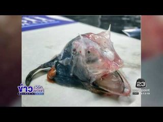 ชาวประมงรัสเซียเผยภาพสัตว์ลึกลับใต้ทะเล l ข่าวเวิร์คพอยท์ (เช้า) l 23 ธ.ค.59