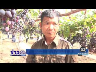 ข่าวแก้จน - ปลูกองุ่นพันธุ์บิวตี้ซีดเลส ช่องทางเลือกใหม่ l ข่าวเวิร์คพอยท์ l 16 ธ.ค. 59