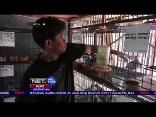 Penangkaran Burung Merpati Pos - NET24