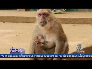 ฝูงลิงออกมาตากแดดคลายหนาว  l ข่าวเวิร์คพอยท์ (เที่ียง) l 19 ธ.ค.59