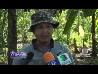 ตัดต้นยางรุกสวนป่าบางขนุน l ข่าวเวิร์คพอยท์ ต้นชั่วโมง l 16 00 น 19 ธ ค 59