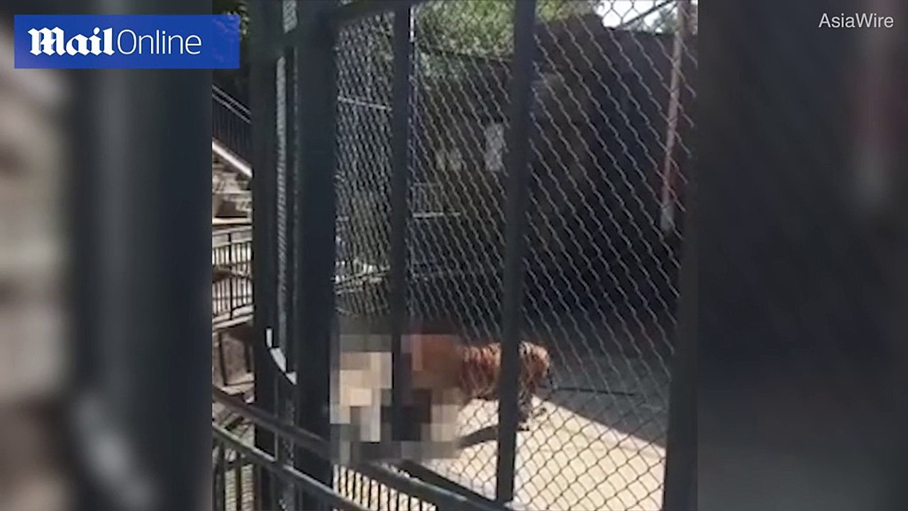 Nhân viên chăm sóc sở thú bị chú hổ mình nuôi ăn thịt