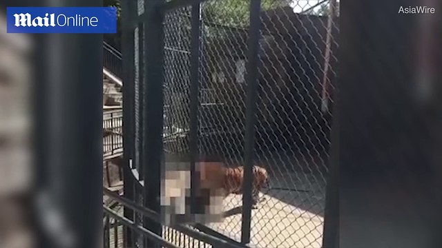 Nhân viên chăm sóc sở thú bị chú hổ mình nuôi ăn thịt