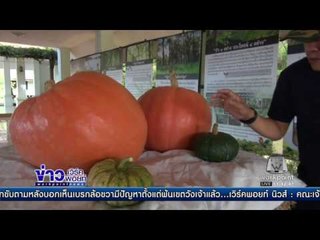 ฮือฮา ฟักทองยักษ์ l ข่าวเวิร์คพอยท์ (เที่ยง) l 22 ธ.ค.59