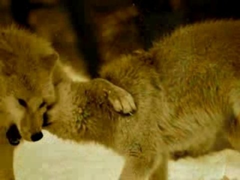 Loups et loups blancs