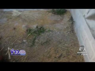 ทำฟาร์มเลี้ยงหนูนาโกยเงินเกือบครึ่งแสน  l ข่าวเวิร์คพอยท์ (เที่ยง) l 29 ธ.ค.59