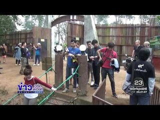 นทท ต่อคิวร้านกาแฟบนต้นไทรยักษ์อีกอันซีนที่เชียงใหม่  l ข่าวเวิร์คพอยท์ (เช้า) l 09 ม.ค 60