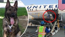 United Airlines accidentally flies Kansas-bound dog to Japan