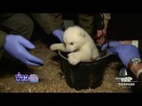 ลูกหมีขั้วโลกตัวใหม่ที่สวนสัตว์ในกรุงเบอร์ลิน l ข่าวเวิร์คพอยท์ (เที่ยง) l 17 ม.ค.60