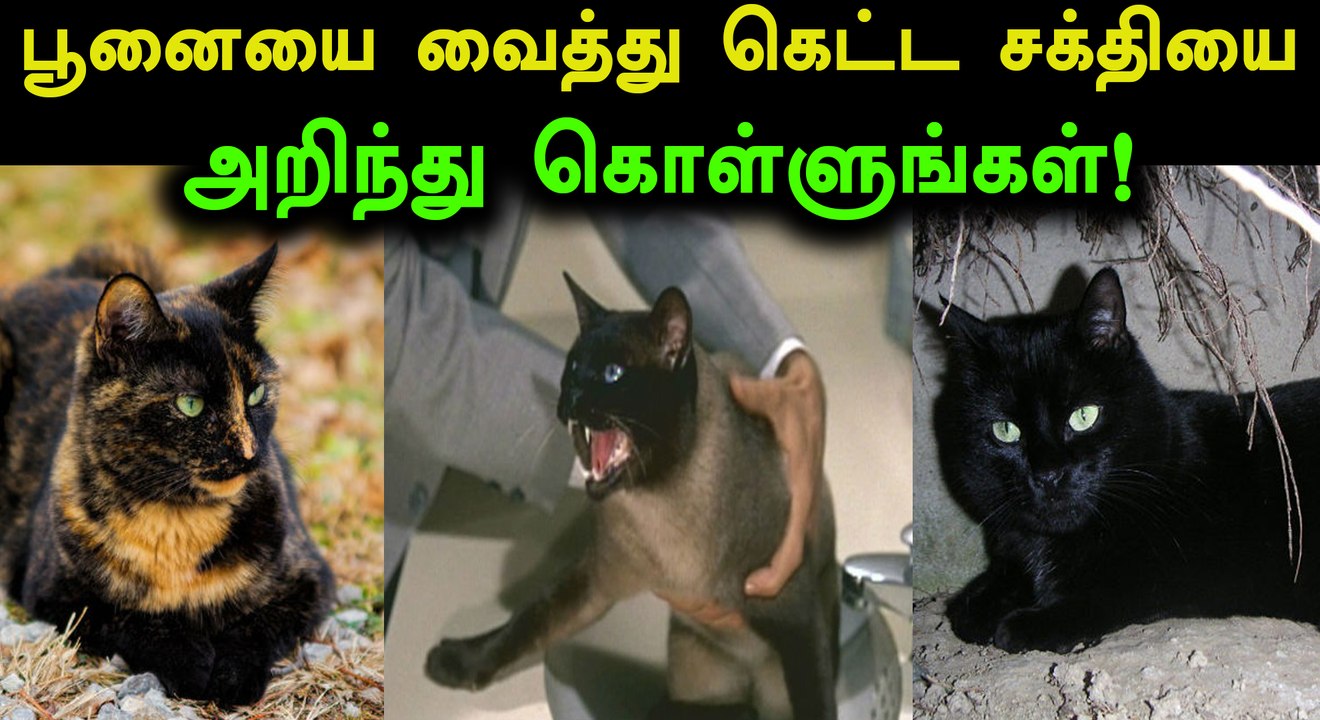 பூனையை வைத்தே வீட்டில் இருக்கும் கெட்ட சக்திகளை அறிந்துகொள்ளலாம்- வீடியோ
