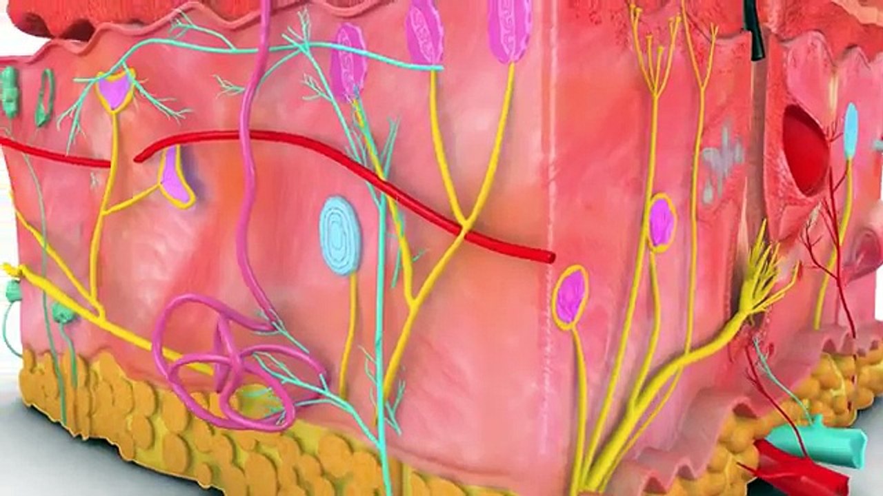 Do Facial Exercises Cause Wrinkles?