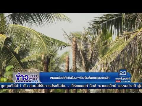หนอนหัวดำกัดกินใบมะพร้าวยืนต้นตายระบาดหนัก l ข่าวเวิร์คพอยท์ (เที่ยง) l 2 ก.พ.60