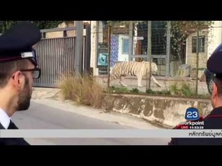 เสือโคร่งขาวคณะละครสัตว์หลุดกรง l ข่าวเวิร์คพอยท์ (เที่ยง) l 30 ม.ค.60