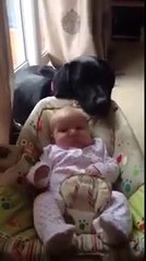 Bébé bercé.. par la truffe du chien derrière le landau !!