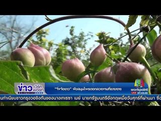 ”จิ่งจ้อขาว” พืชสมุนไพรดอกสวยงามที่เขาขยาย | ข่าวเวิร์คพอยท์ | 28 ม.ค. 60