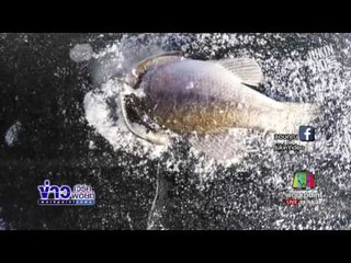 ปลาใหญ่กินปลาเล็กถูกน้ำแข็งเกาะตายคู่เหนือผิวน้ำ l ข่าวเวิร์คพอยท์ (เที่ยง) l 03 ม.ค.60