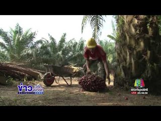 ปาล์มน้ำมัน  พืชน้ำมันอนาคตสดใสในวงการอุตสาหกรรม l ข่าวเวิร์คพอยท์ (เช้า) l 07 ก.พ.60