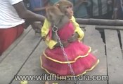 Monkeys getting married off in India!!