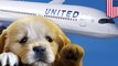 United flight diverted because a dog got on the wrong plane