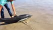 Photographer rescues dolphin stranded on Mexican beach