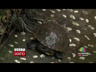 ลูกศิษย์วัดเจดีย์หอยยันบ่อเต่าอายุ 20 ปี ไม่ได้เน่า l บรรจงชงข่าว l 26 พ.ค.60