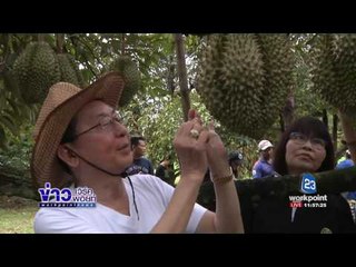 ทุเรียนภูเขาไฟ 1 2 ล้านลูก เตรียมออกสู่ตลาด l ข่าวเวิร์คพอย์ l 29 พ.ค.60