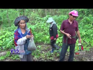 ชาวบ้าน อ.เถิน แห่เข้าป่าเก็บเห็ดถอบ |ข่าวเวิร์คพอยท์|22พ.ค.60