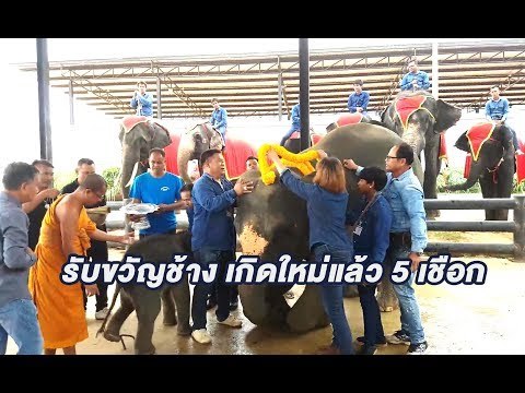 งานรับขวัญ พลายน้องเหนือ สวนนงนุชพัทยา