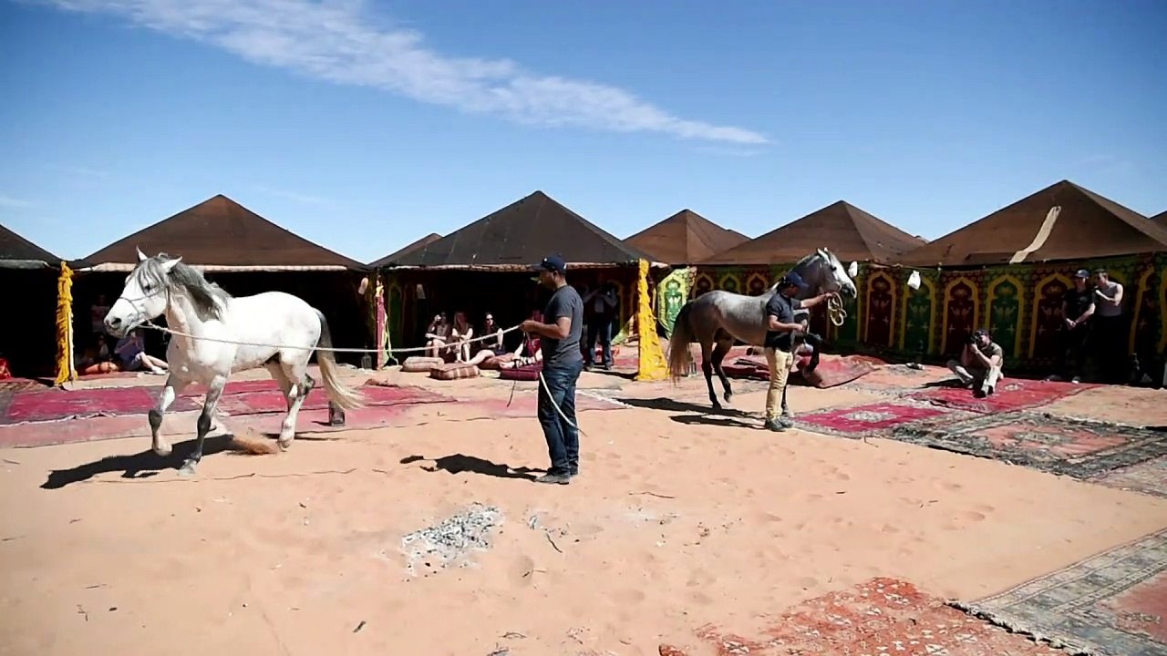 Des étalons dans les dunes: défi équestre dans le désert