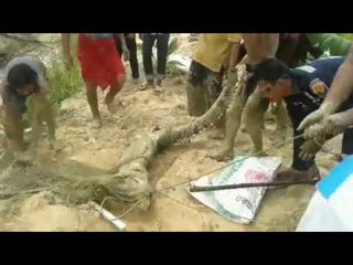 ทุลักทุเล! ชาวบ้านพัทลุงช่วยกันจับจระเข้ความยาวกว่า 2 เมตร หลังหลุดออกจากบ่อเลี้ยง