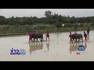 ประเพณีวิ่งควายคราดนา ครั้งที่ 7 ประจำปี 2560 | ข่าวเวิร์คพอยท์ |19 มิ.ย.60