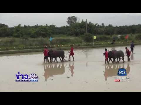 ประเพณีวิ่งควายคราดนา ครั้งที่ 7 ประจำปี 2560 | ข่าวเวิร์คพอยท์ |19 มิ.ย.60